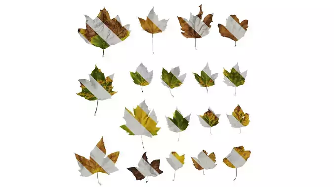 Anydrafts Platanus x acerifolia Leaf 07