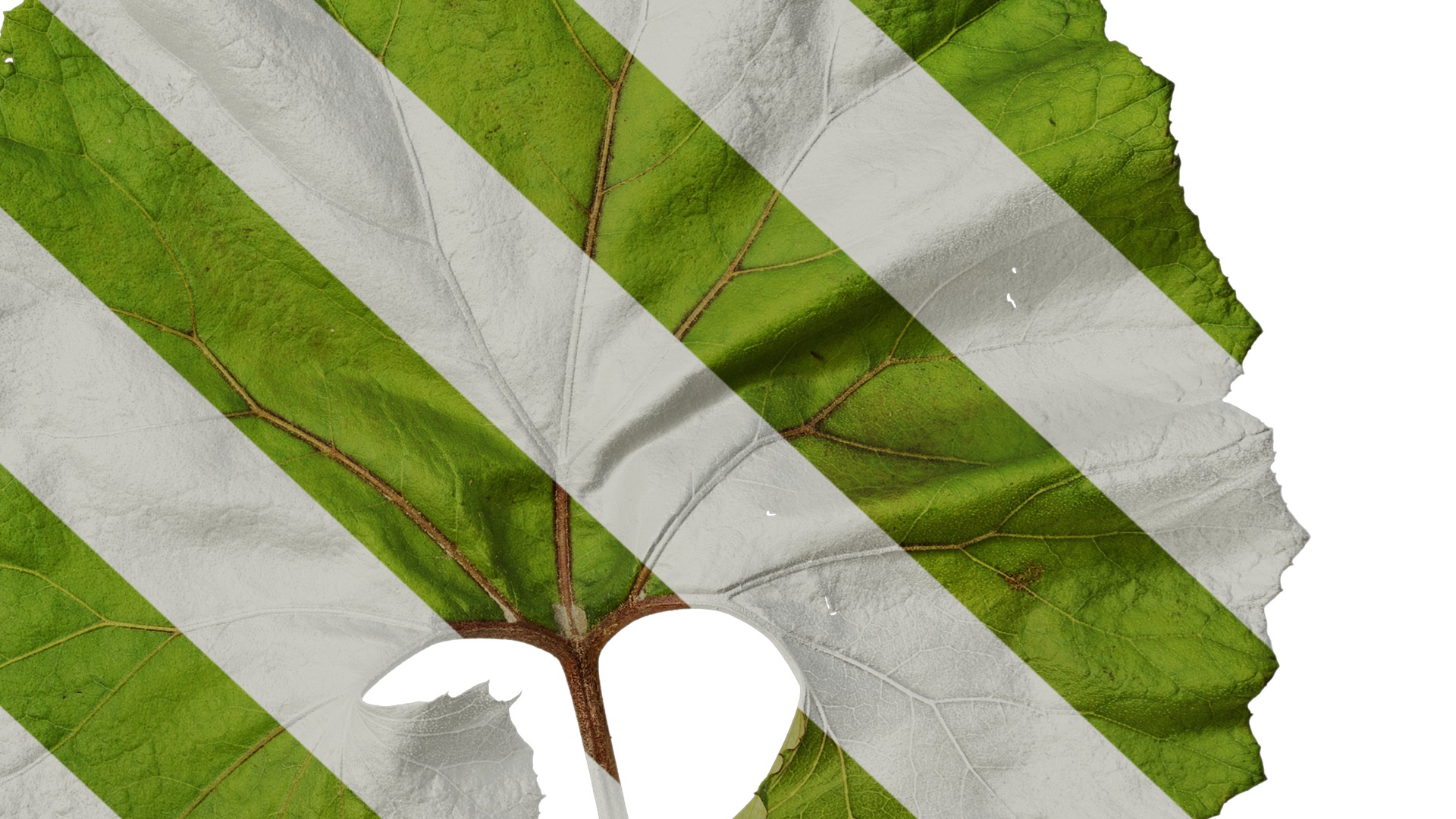 Anydrafts Petasites japonicus Atlas 03 Texture_6