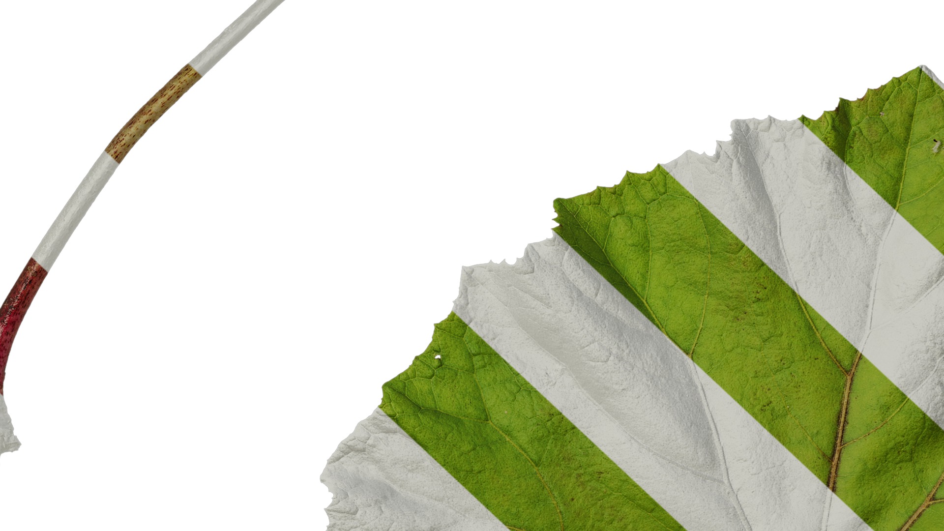 Anydrafts Petasites japonicus Atlas 03 Texture_7