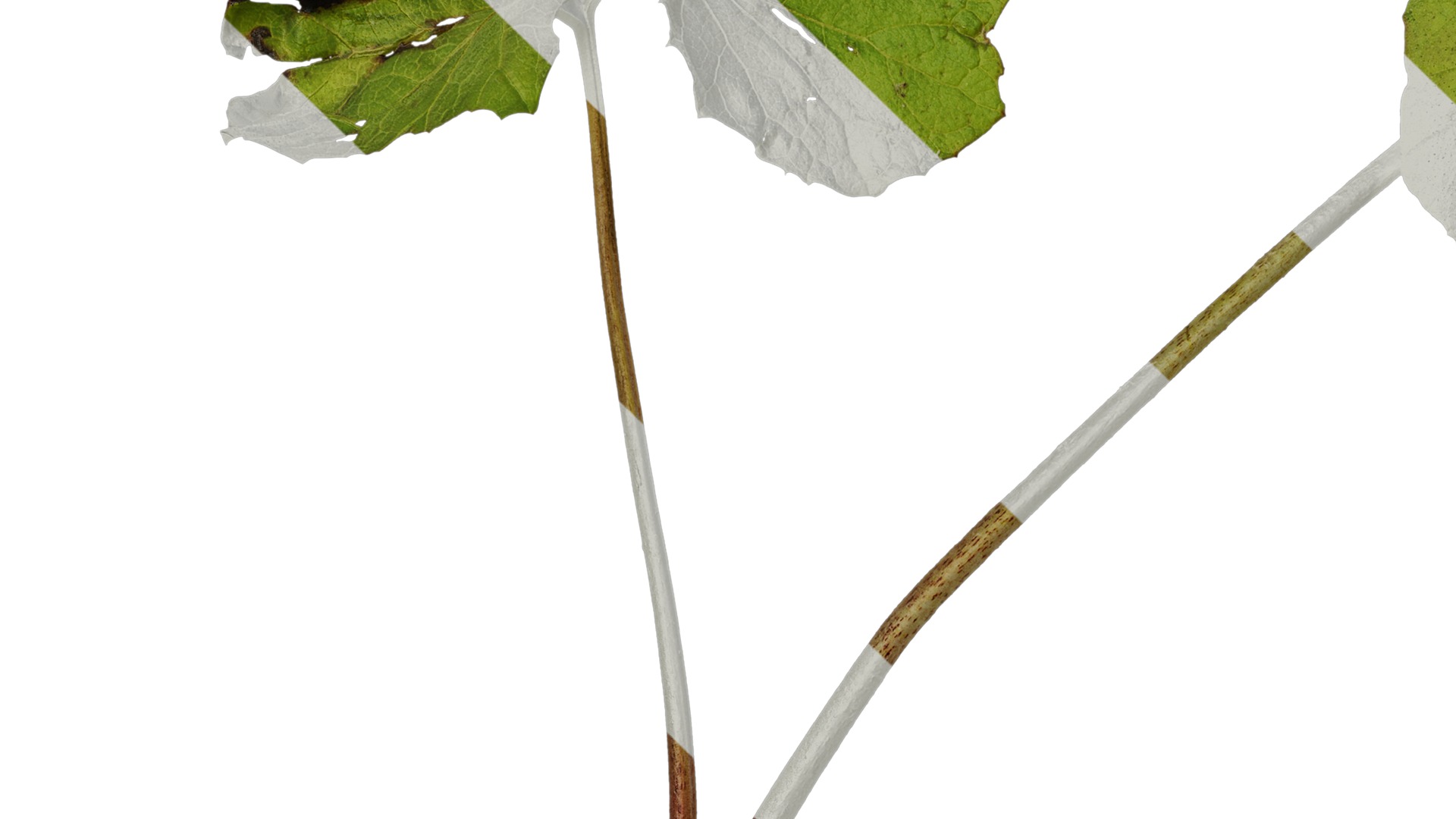 Anydrafts Petasites japonicus Atlas 03 Texture_3