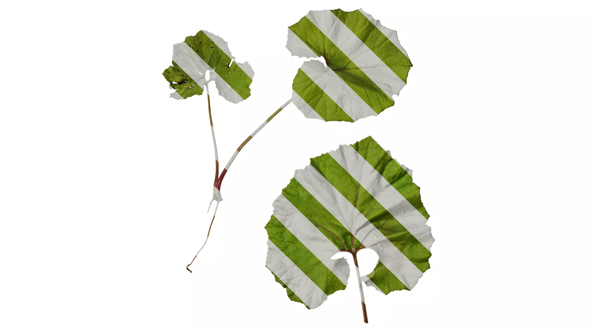 Anydrafts Petasites japonicus Atlas 03 Texture_0