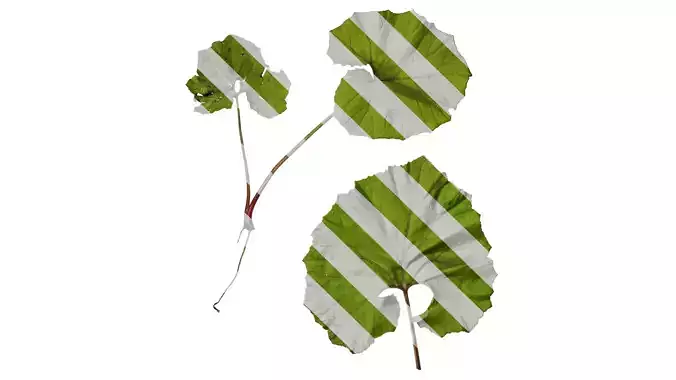 Anydrafts Petasites japonicus Atlas 03