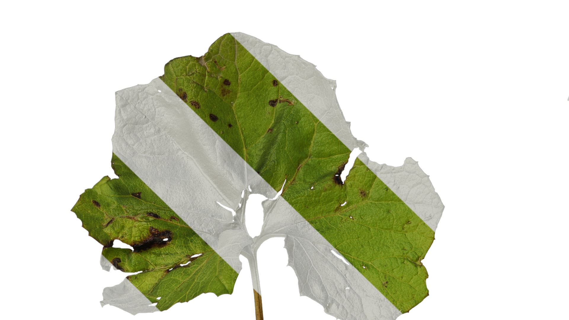 Anydrafts Petasites japonicus Atlas 03 Texture_1