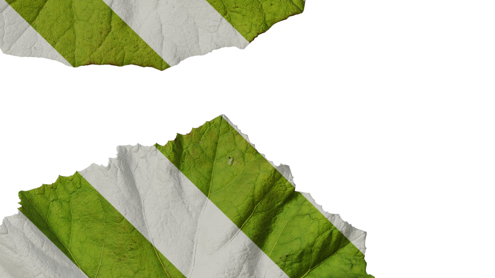 Anydrafts Petasites japonicus Atlas 03 Texture_4