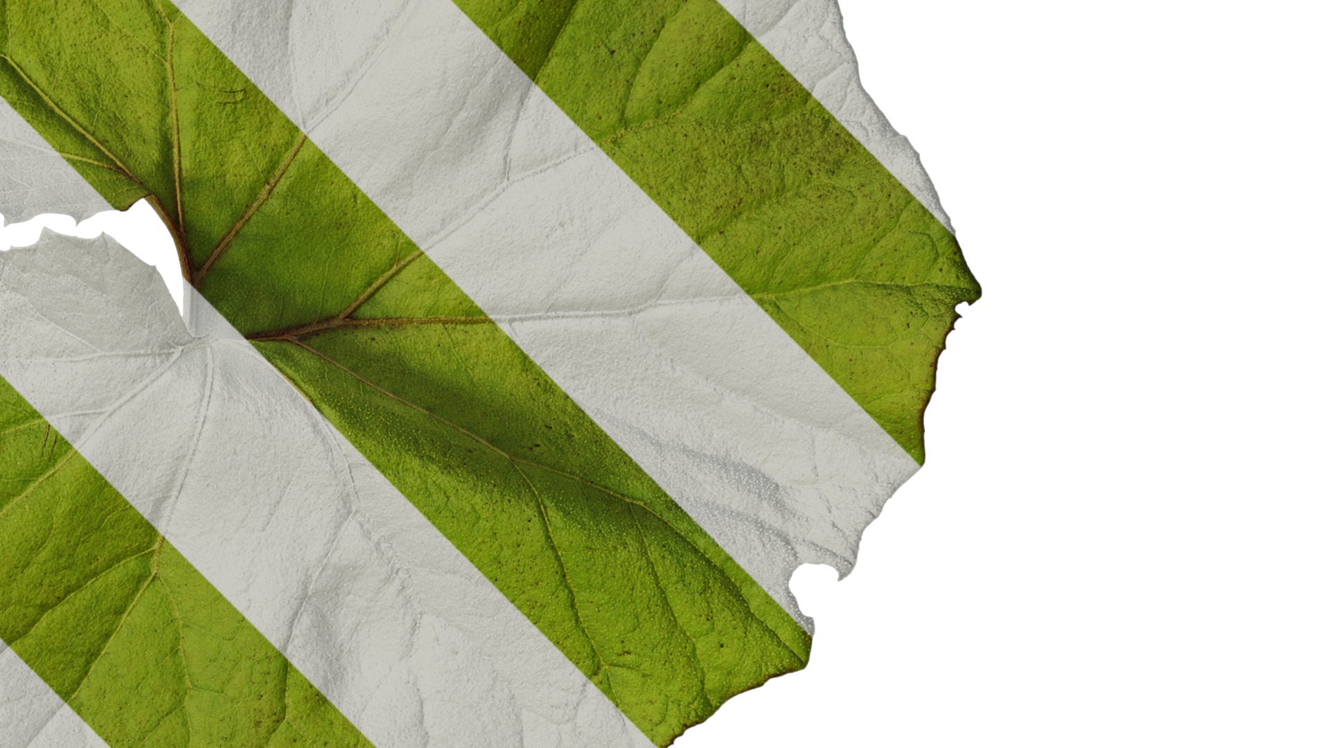 Anydrafts Petasites japonicus Atlas 03 Texture_2