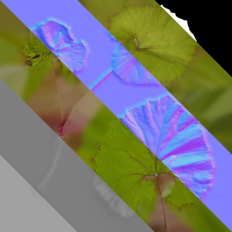 Anydrafts Petasites japonicus Atlas 03 Texture_8