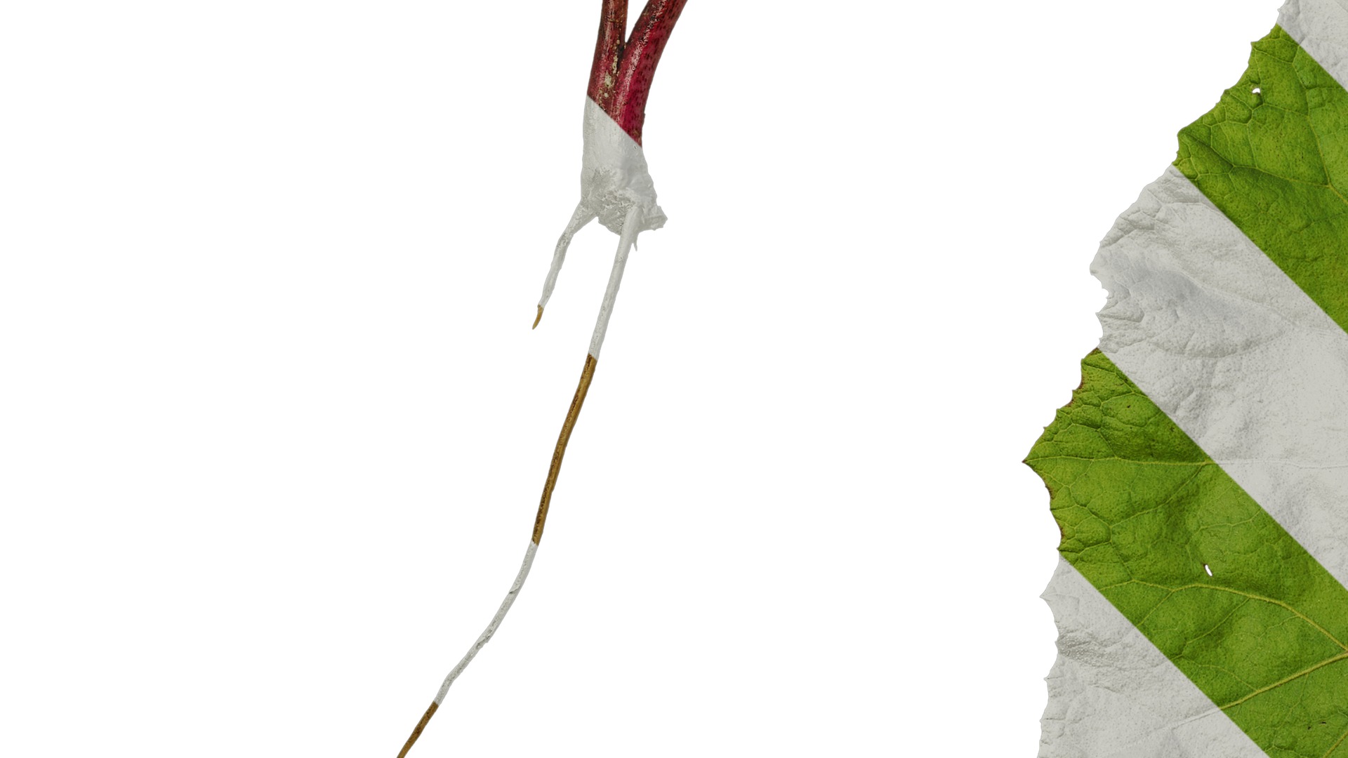 Anydrafts Petasites japonicus Atlas 03 Texture_5