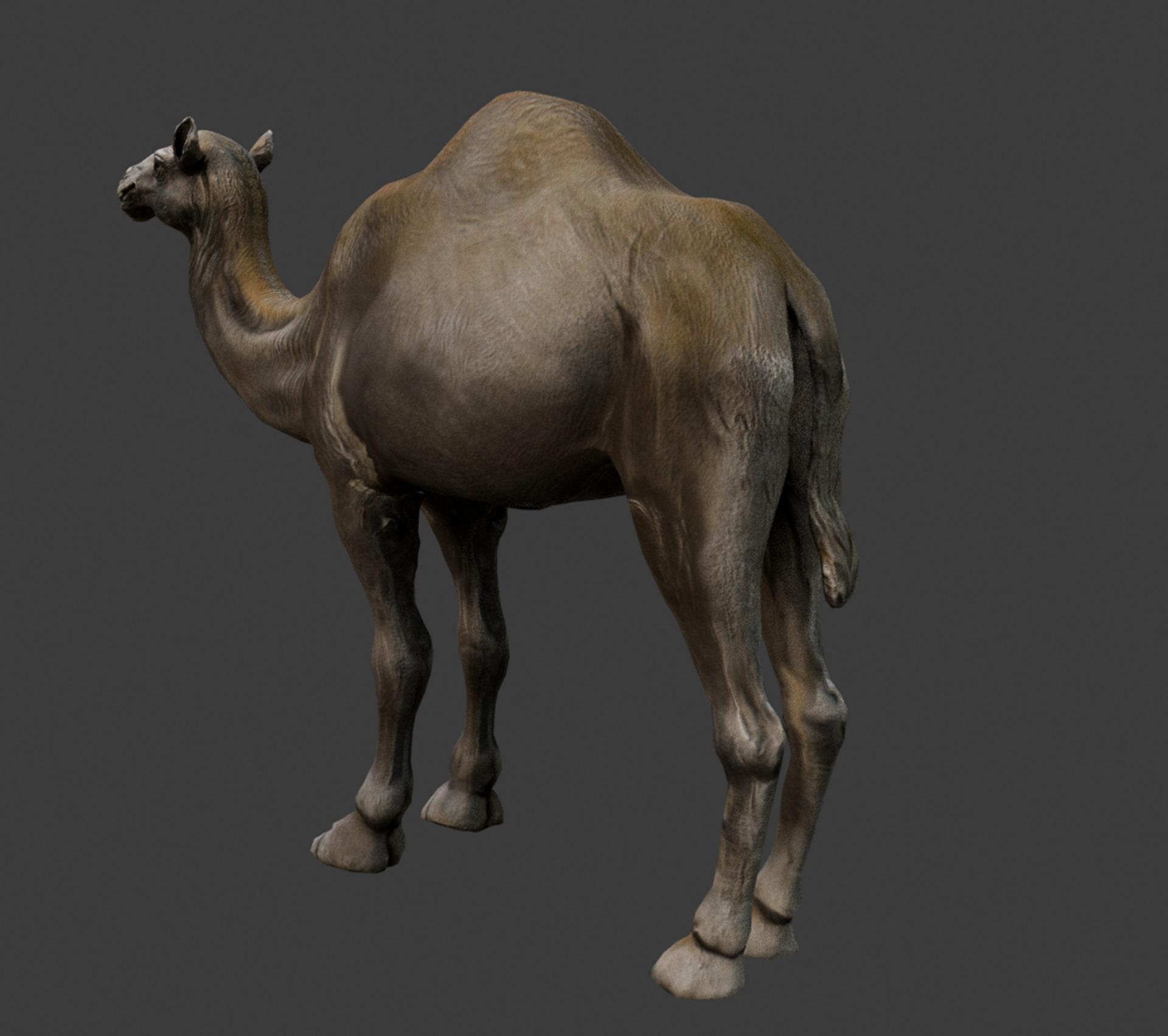 3D Realistic Camel Model Low-poly 3D model_10