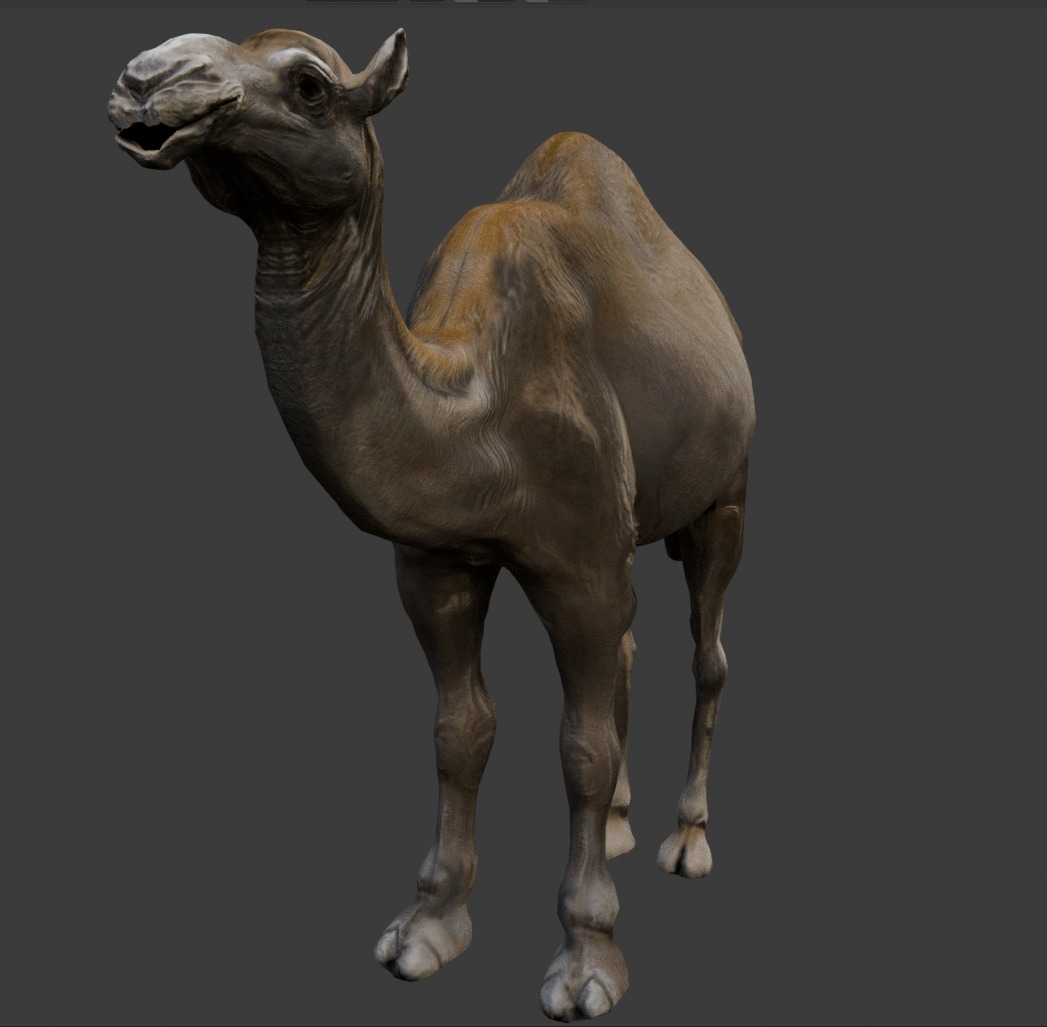 3D Realistic Camel Model Low-poly 3D model_5