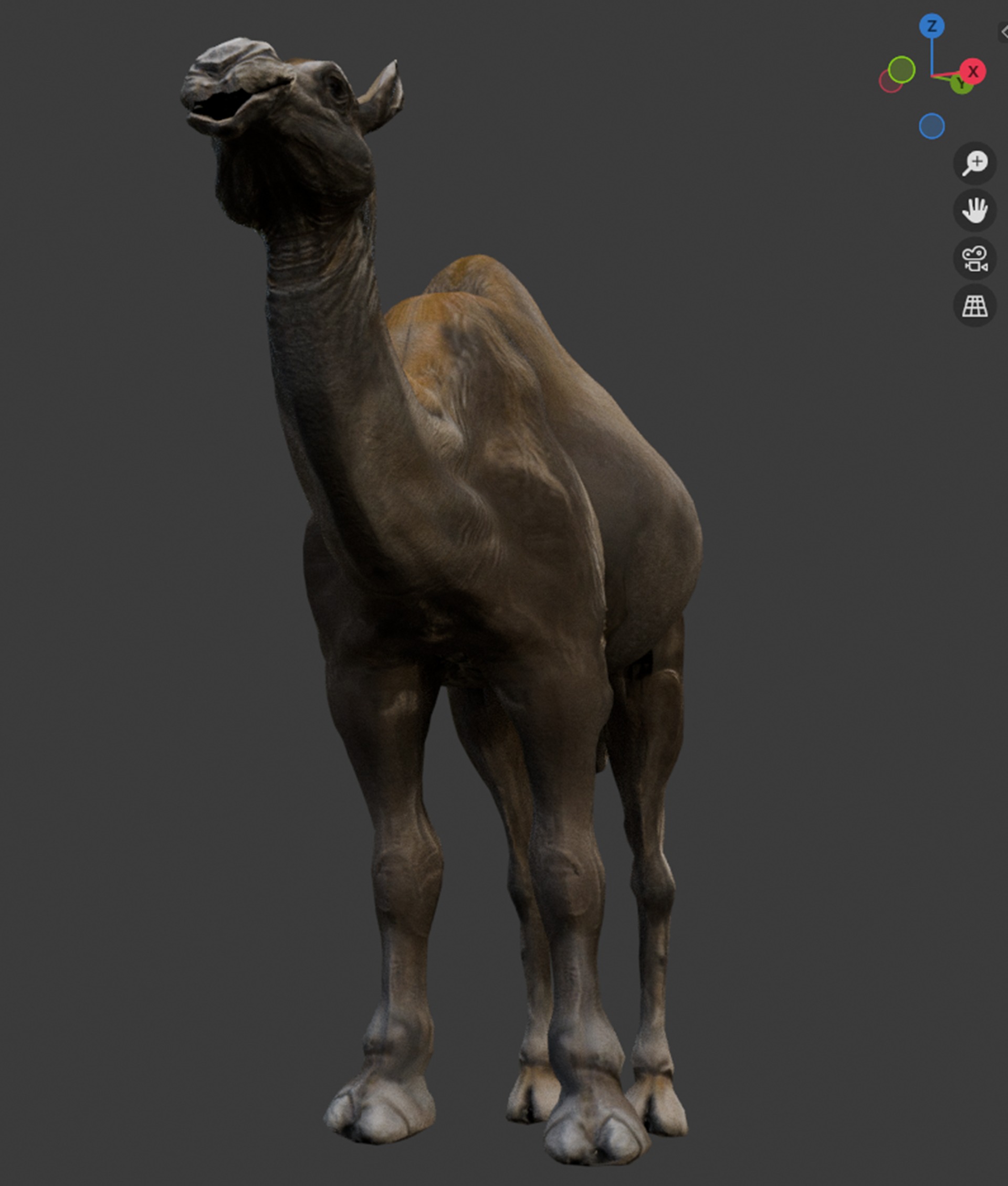 3D Realistic Camel Model Low-poly 3D model_6