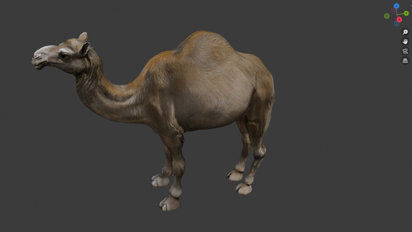 3D Realistic Camel Model Low-poly 3D model_3