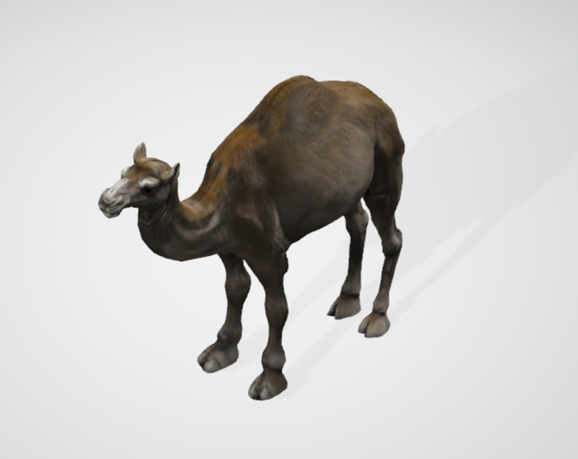3D Realistic Camel Model Low-poly 3D model_11