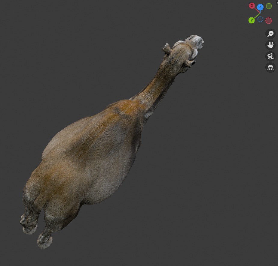 3D Realistic Camel Model Low-poly 3D model_8