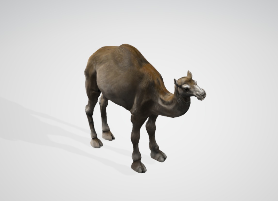 3D Realistic Camel Model Low-poly 3D model_12
