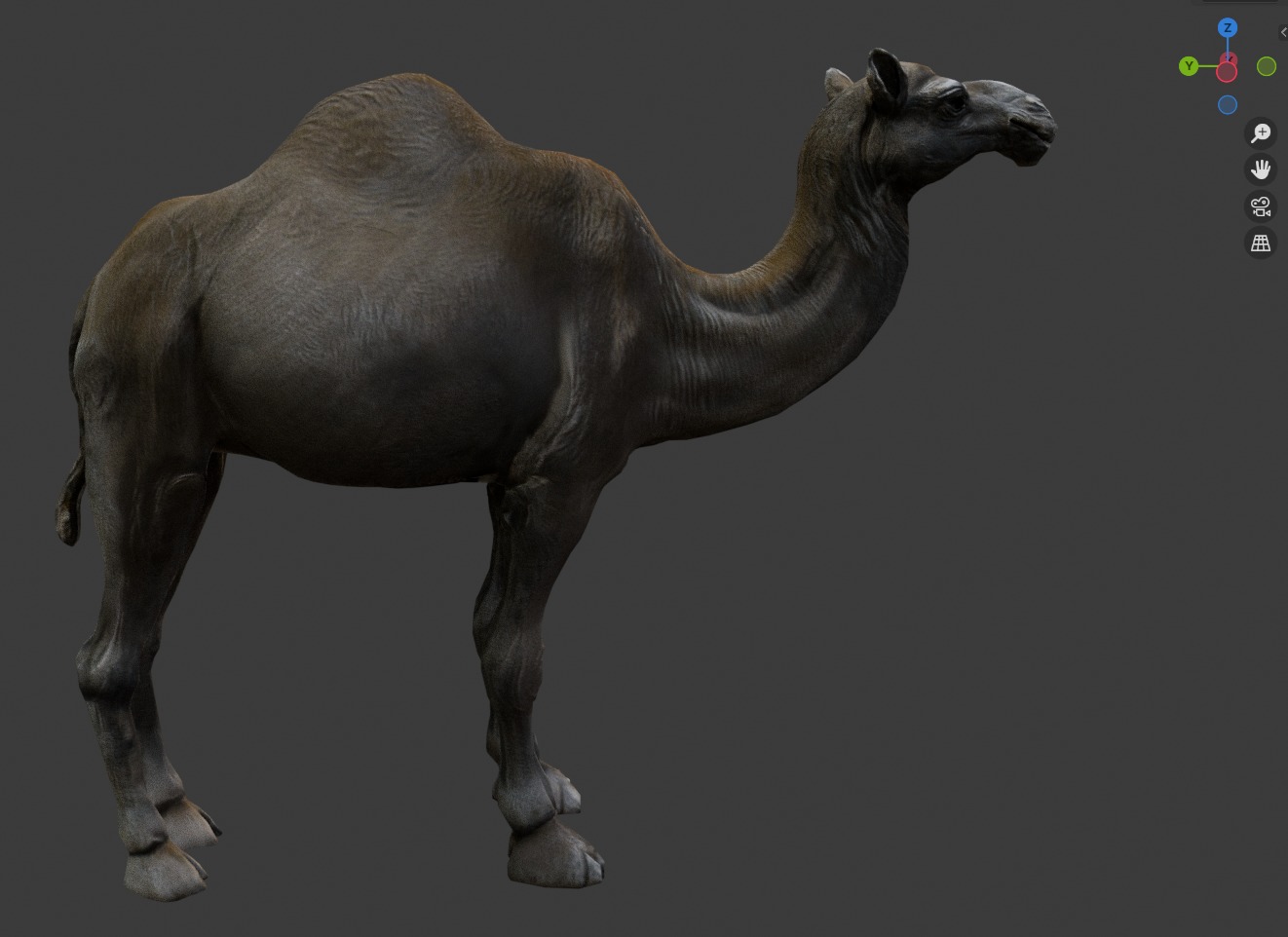3D Realistic Camel Model Low-poly 3D model_9