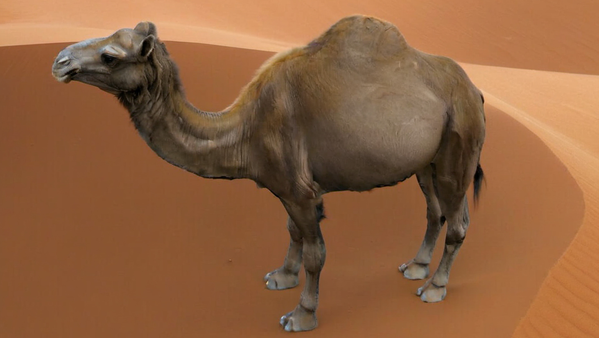 3D Realistic Camel Model Low-poly 3D model_2