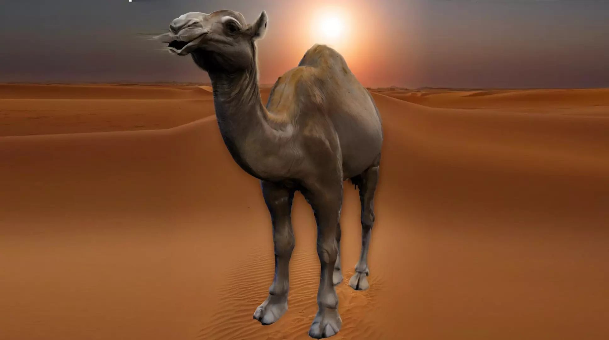 3D Realistic Camel Model Low-poly 3D model_0