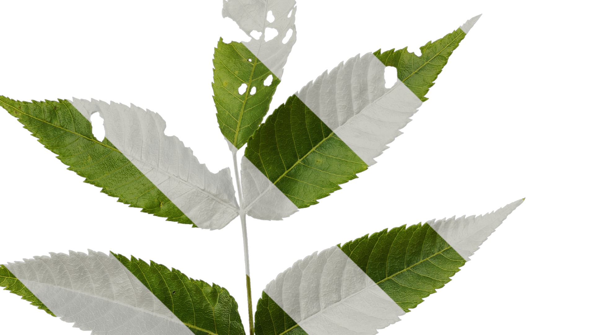 Anydrafts Platycarya strobilacea Atlas 01 Texture_3