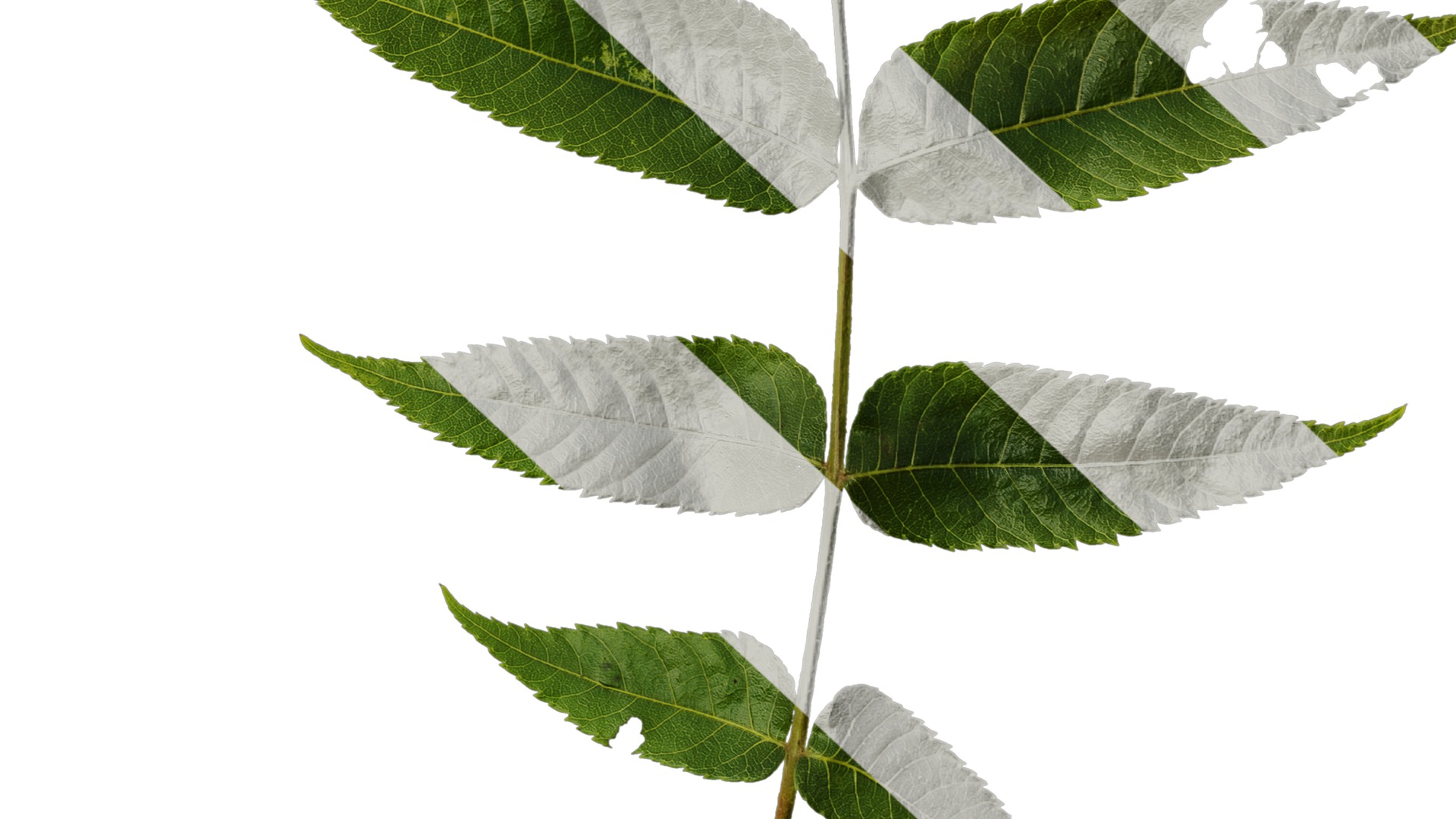 Anydrafts Platycarya strobilacea Atlas 01 Texture_6