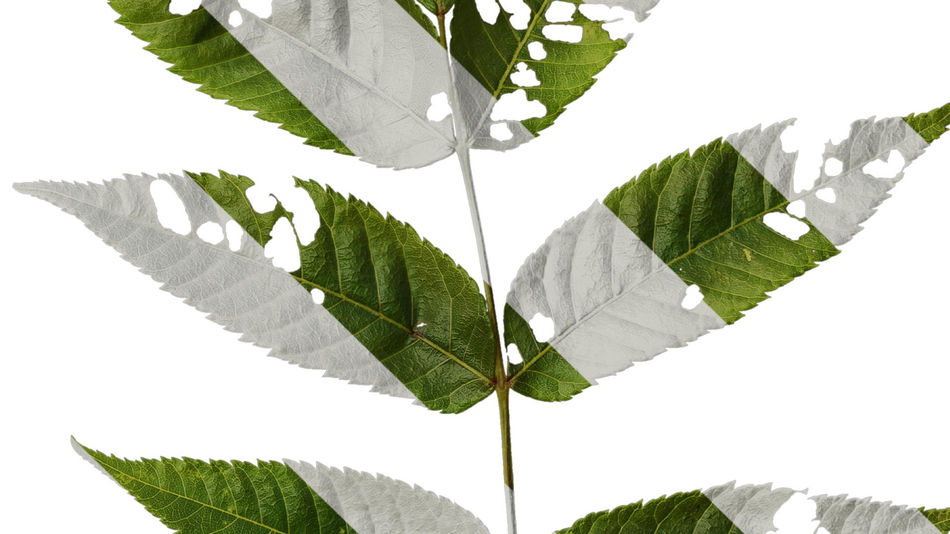 Anydrafts Platycarya strobilacea Atlas 01 Texture_4