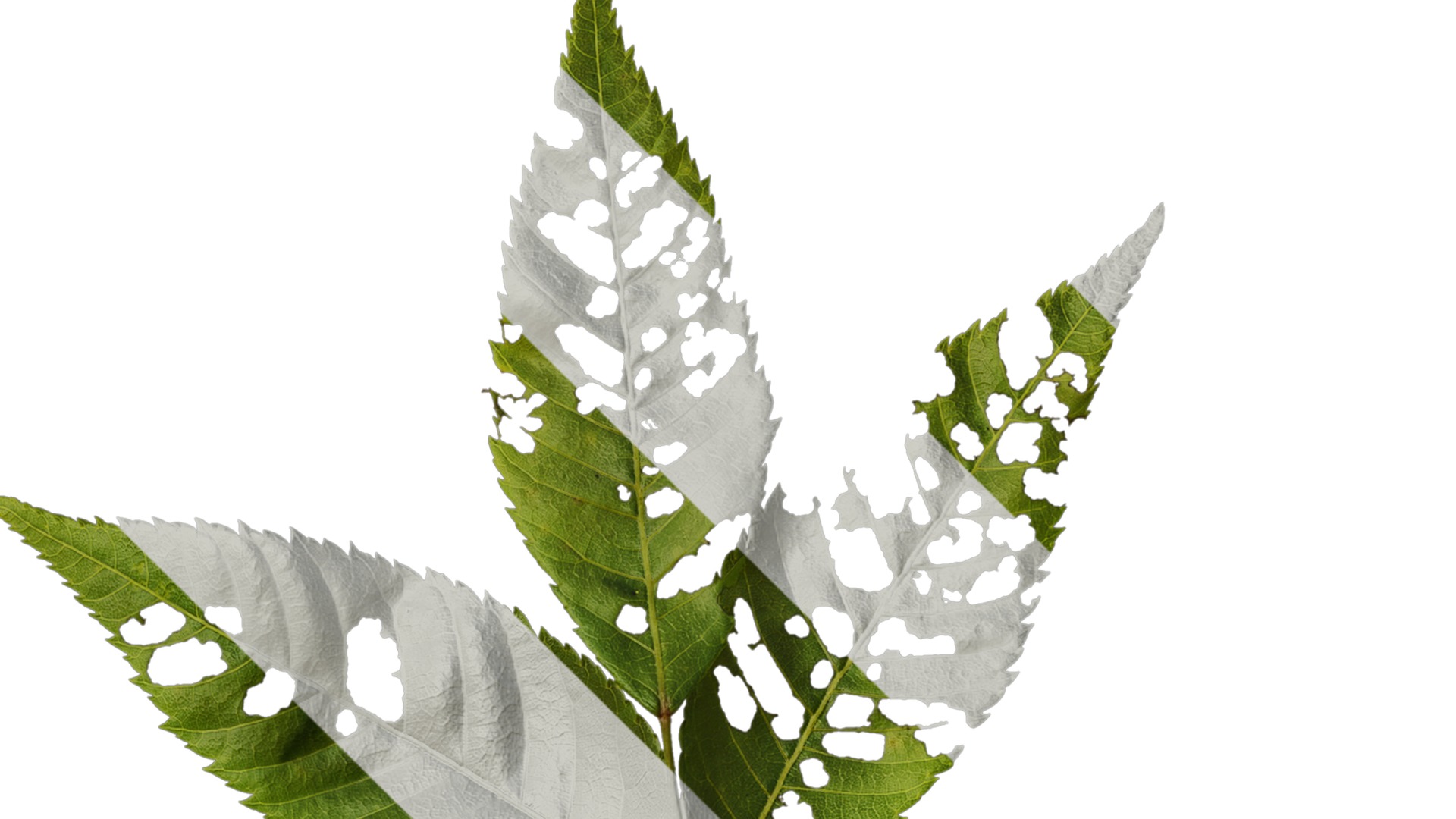 Anydrafts Platycarya strobilacea Atlas 01 Texture_2