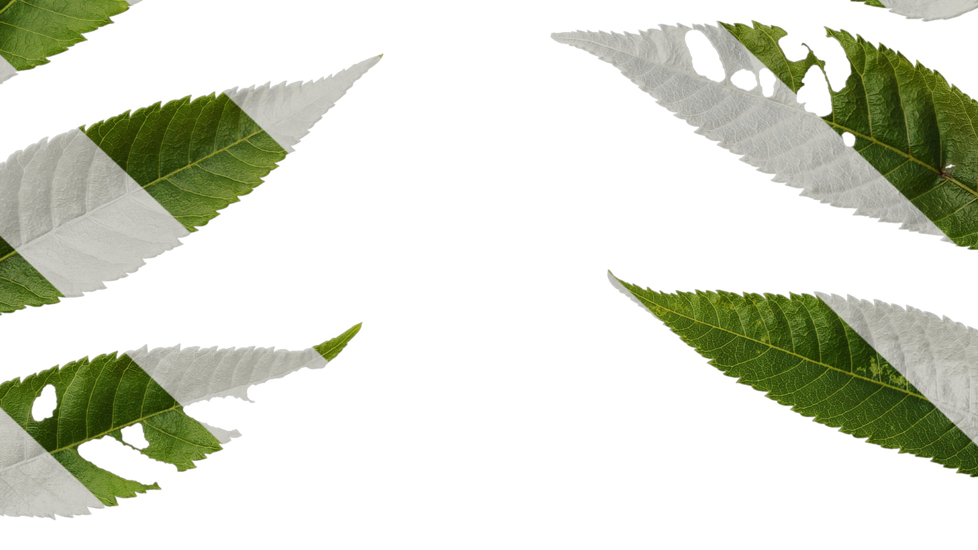 Anydrafts Platycarya strobilacea Atlas 01 Texture_7