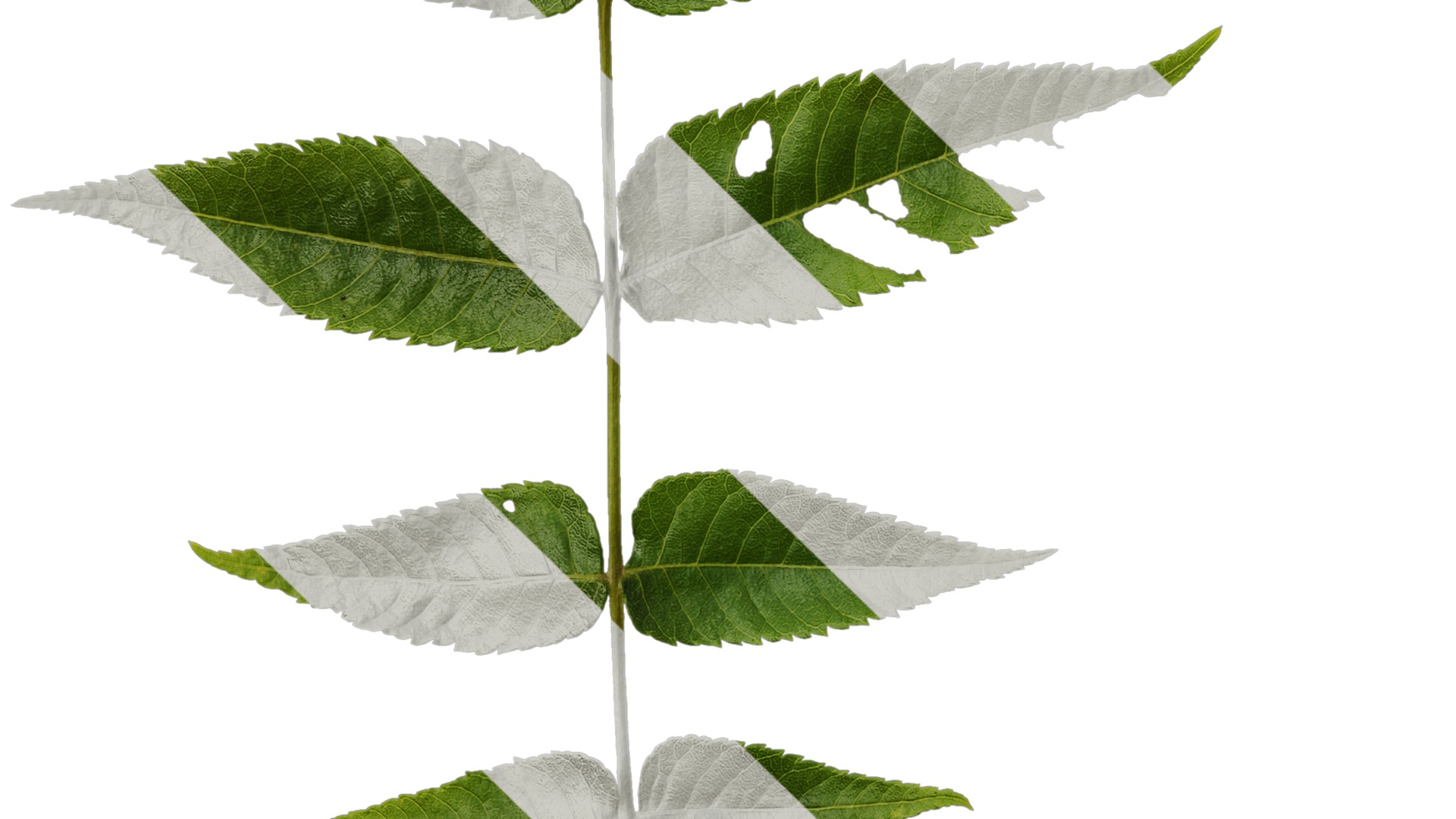 Anydrafts Platycarya strobilacea Atlas 01 Texture_5