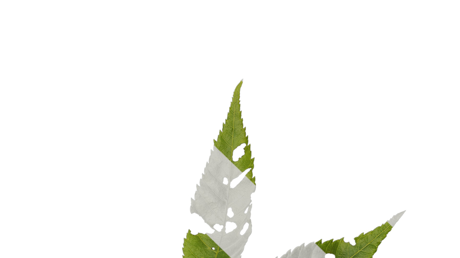 Anydrafts Platycarya strobilacea Atlas 01 Texture_1