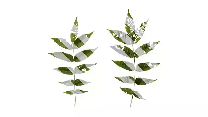 Anydrafts Platycarya strobilacea Atlas 01