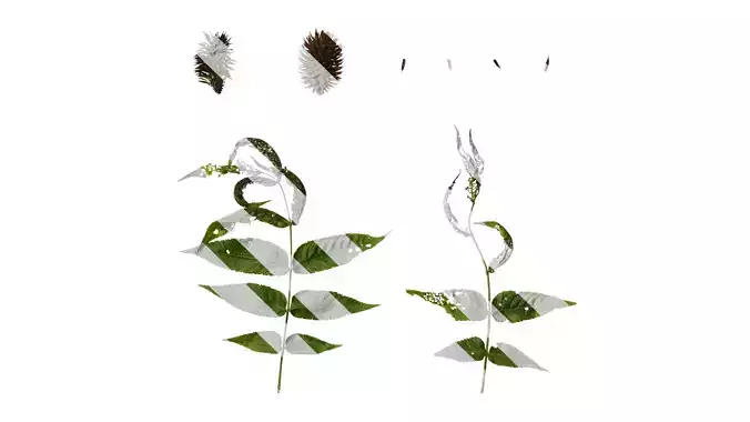 Anydrafts Platycarya strobilacea Atlas 02