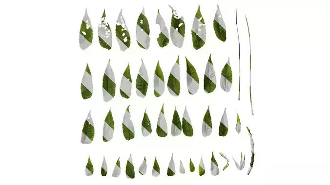Anydrafts Platycarya strobilacea Leaf 01