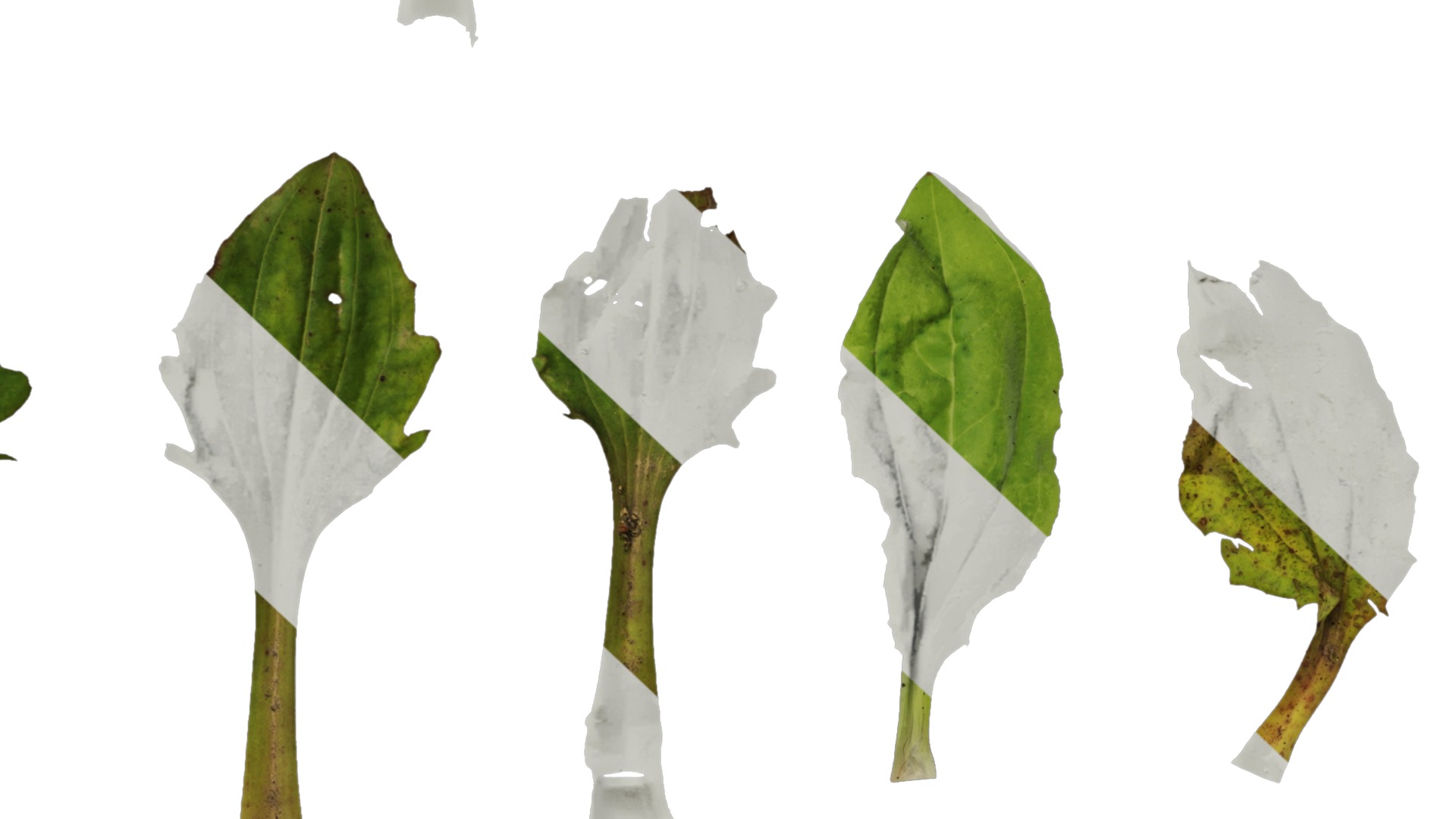 Anydrafts Plantago asiatica Atlas 03 Texture_7