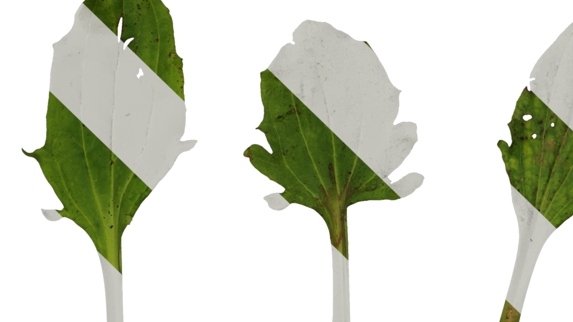 Anydrafts Plantago asiatica Atlas 03 Texture_1