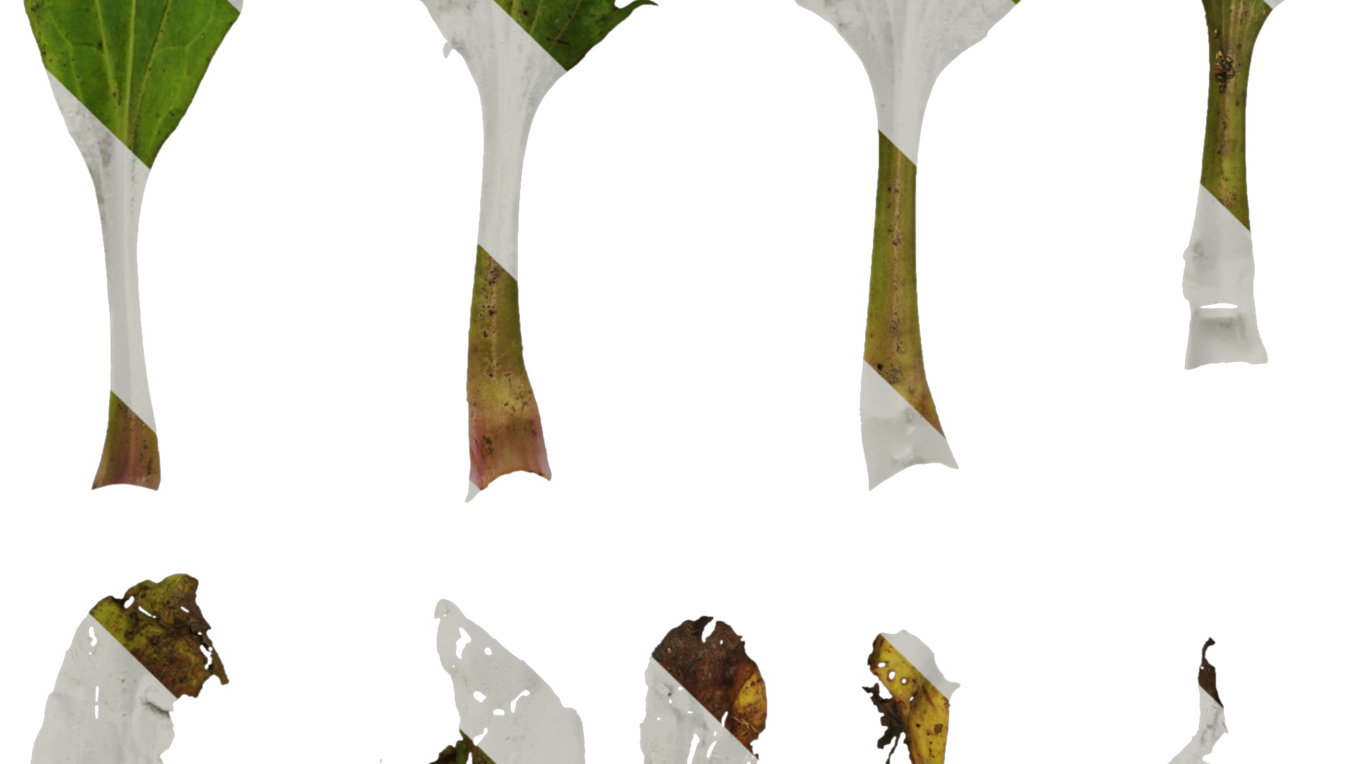 Anydrafts Plantago asiatica Atlas 03 Texture_5