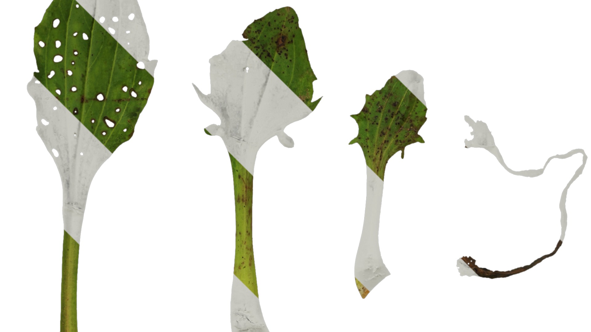 Anydrafts Plantago asiatica Atlas 03 Texture_2