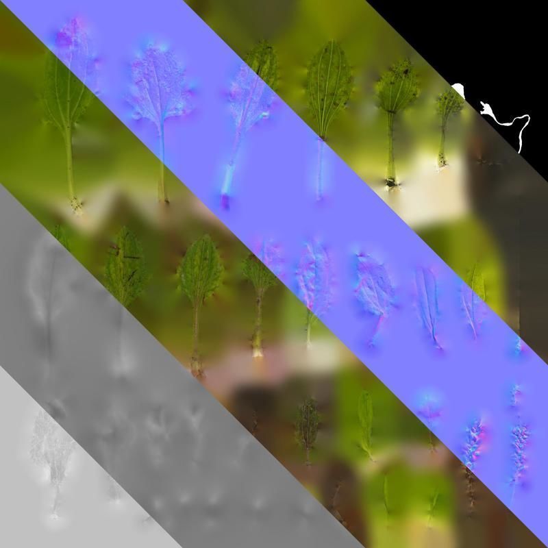 Anydrafts Plantago asiatica Atlas 03 Texture_8