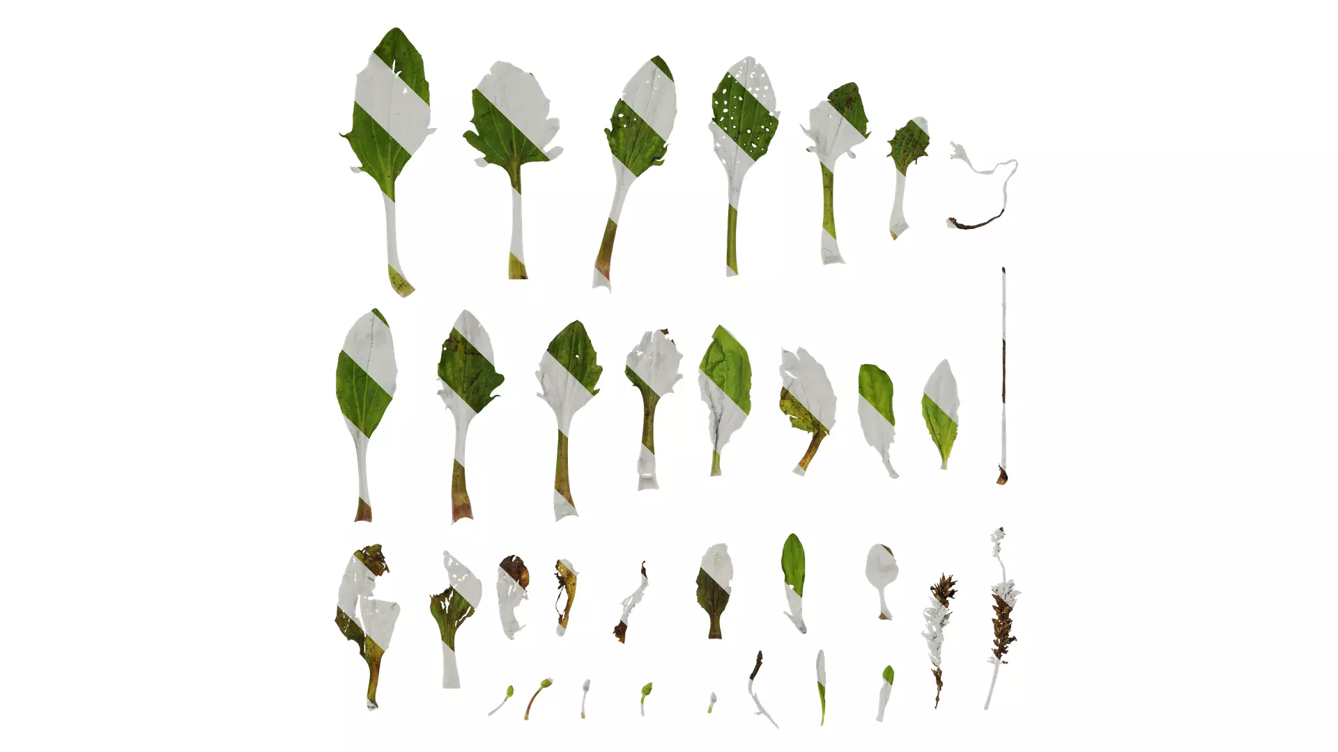 Anydrafts Plantago asiatica Atlas 03 Texture_0