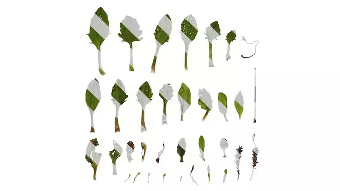 Anydrafts Plantago asiatica Atlas 03