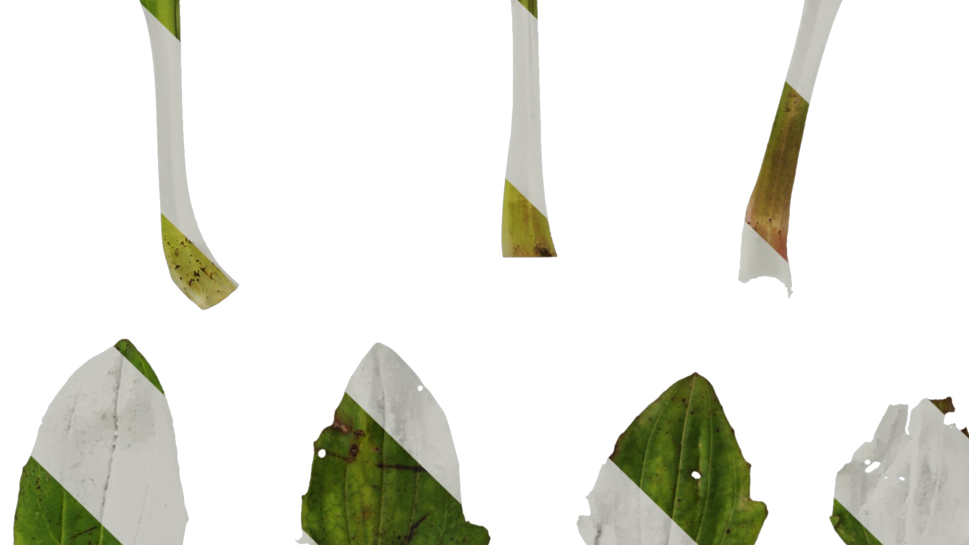 Anydrafts Plantago asiatica Atlas 03 Texture_3