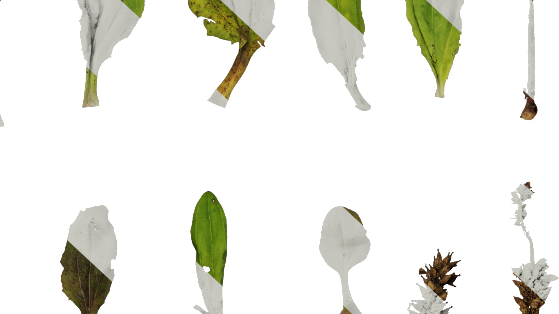 Anydrafts Plantago asiatica Atlas 03 Texture_6