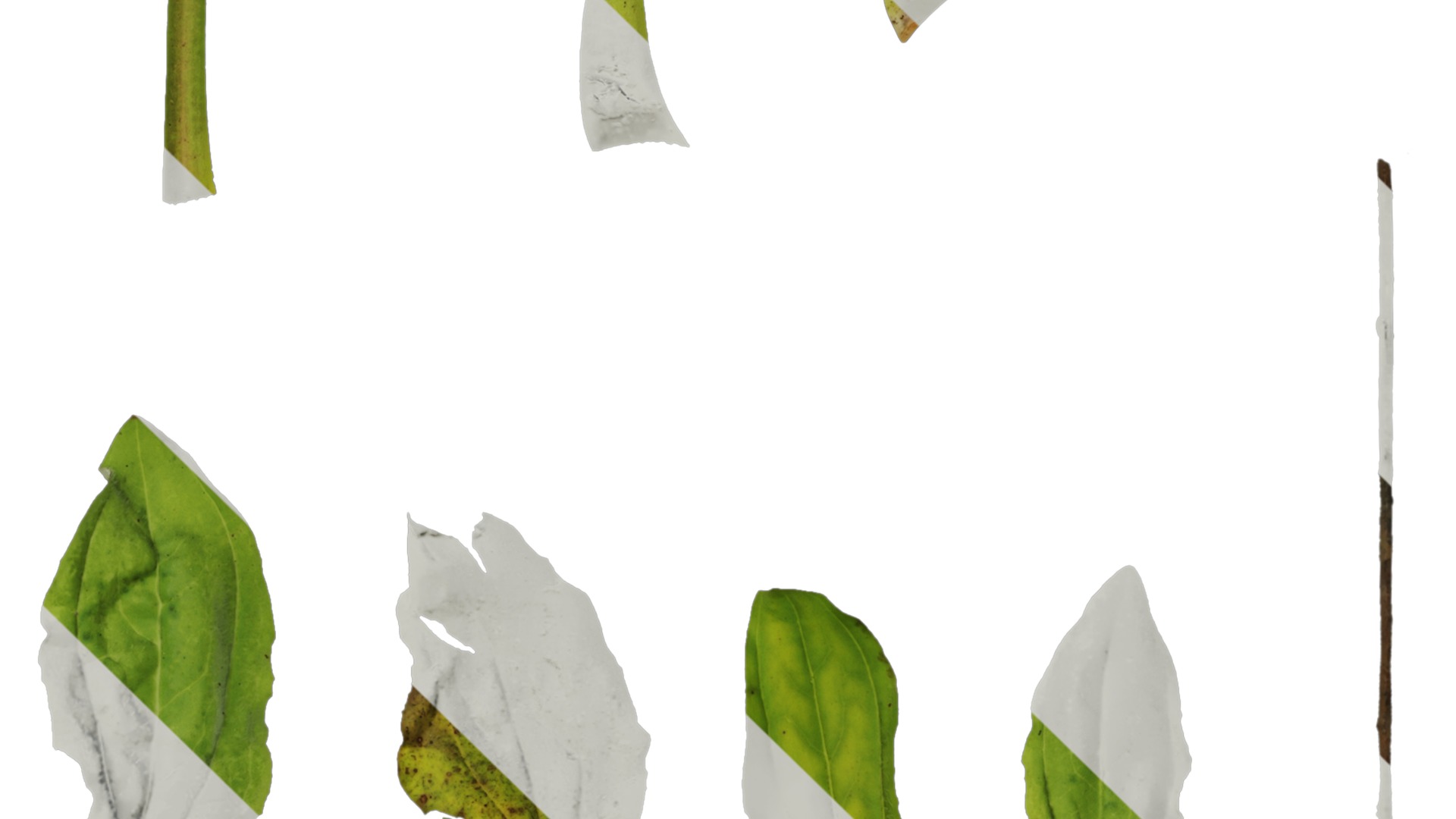 Anydrafts Plantago asiatica Atlas 03 Texture_4