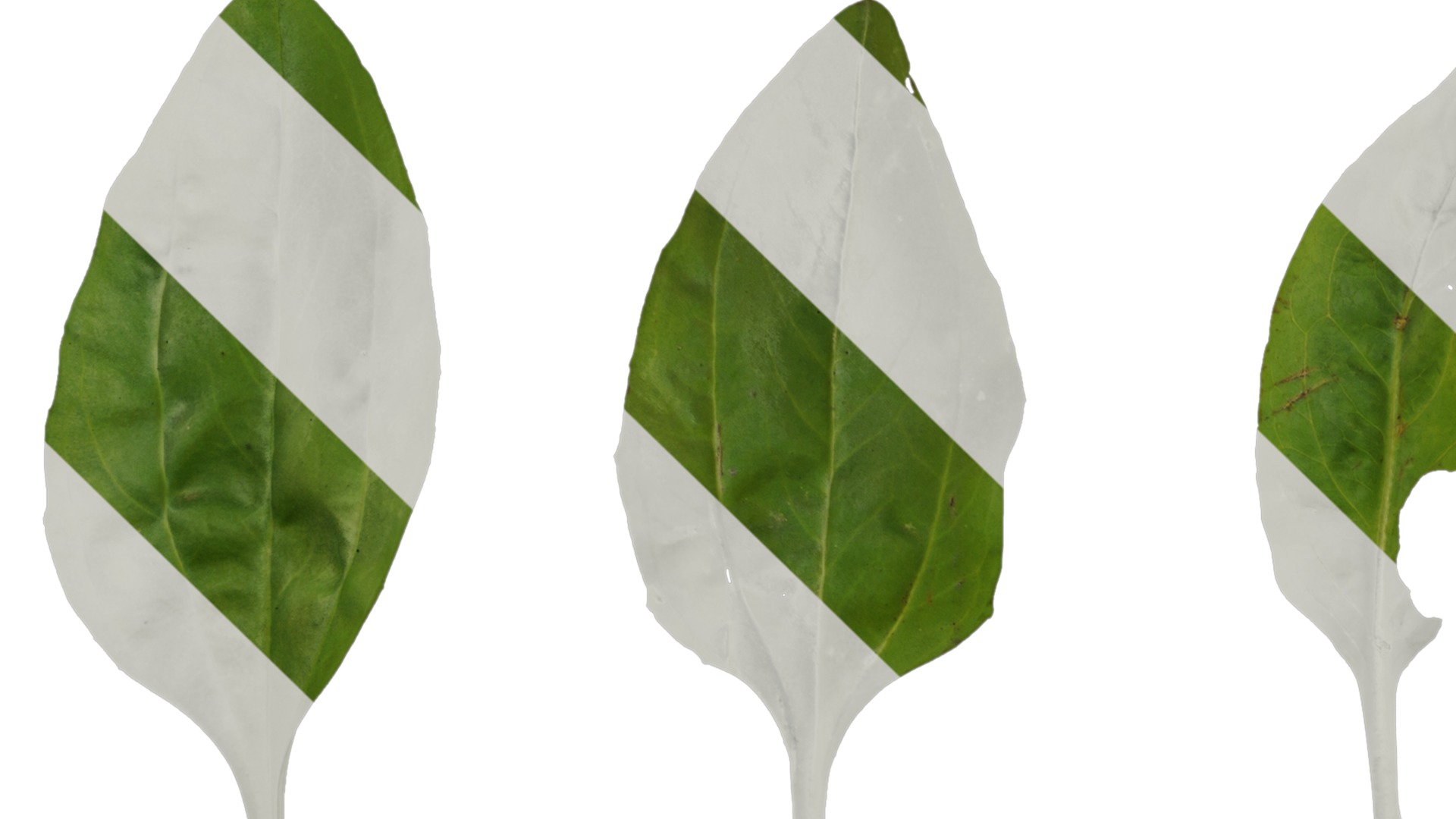 Anydrafts Plantago asiatica Atlas 04 Texture_1