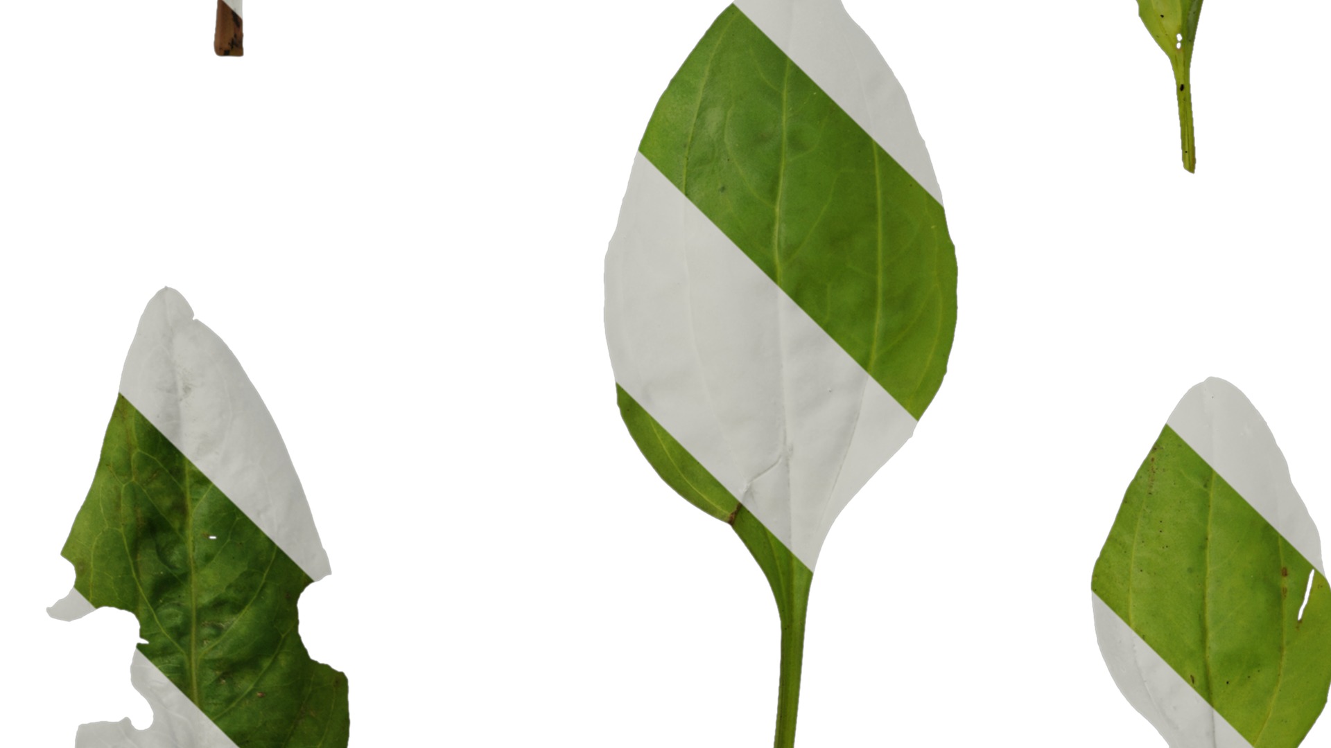 Anydrafts Plantago asiatica Atlas 04 Texture_5