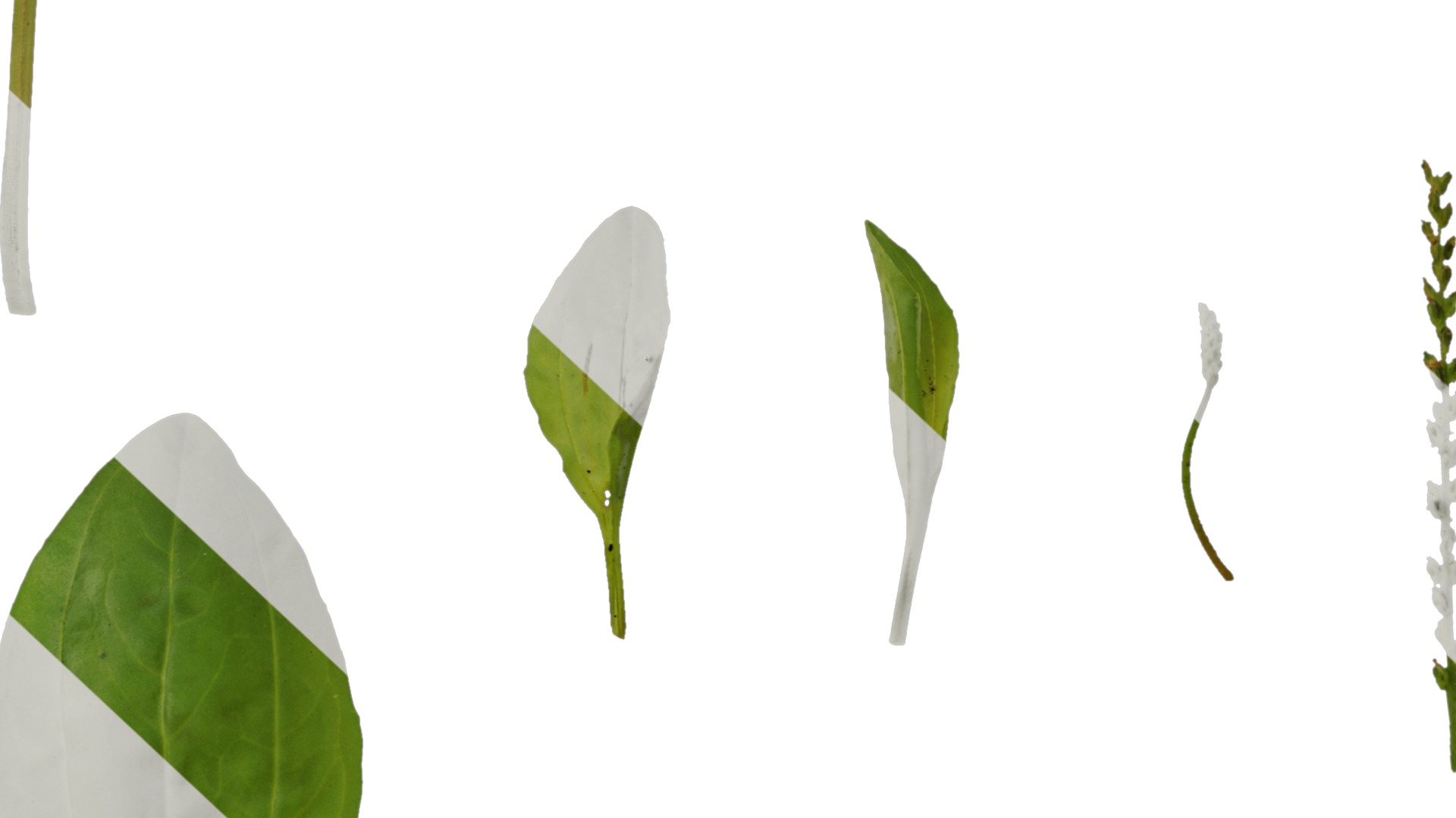 Anydrafts Plantago asiatica Atlas 04 Texture_7