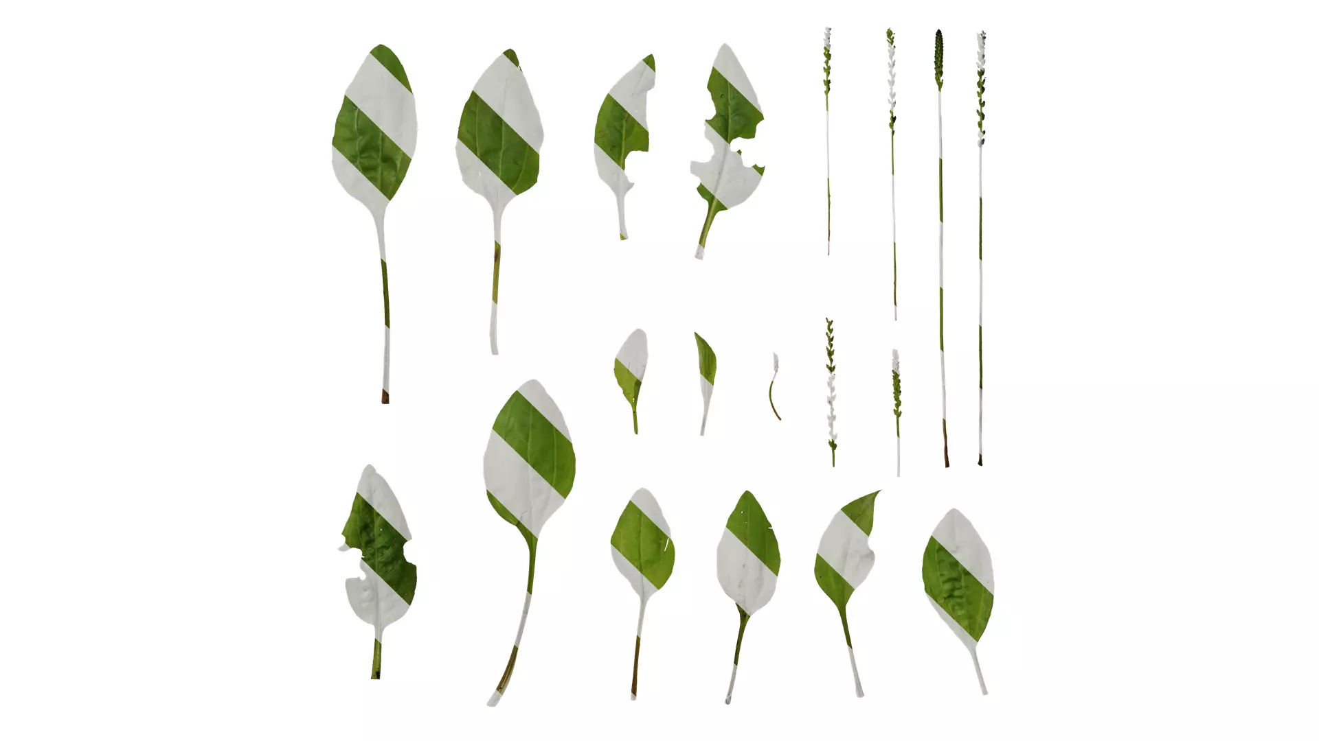 Anydrafts Plantago asiatica Atlas 04 Texture_0