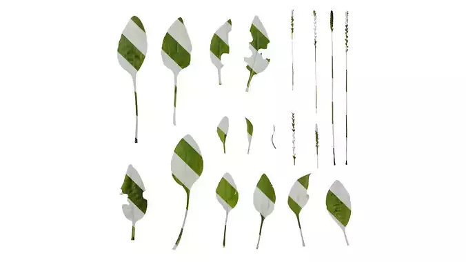 Anydrafts Plantago asiatica Atlas 04