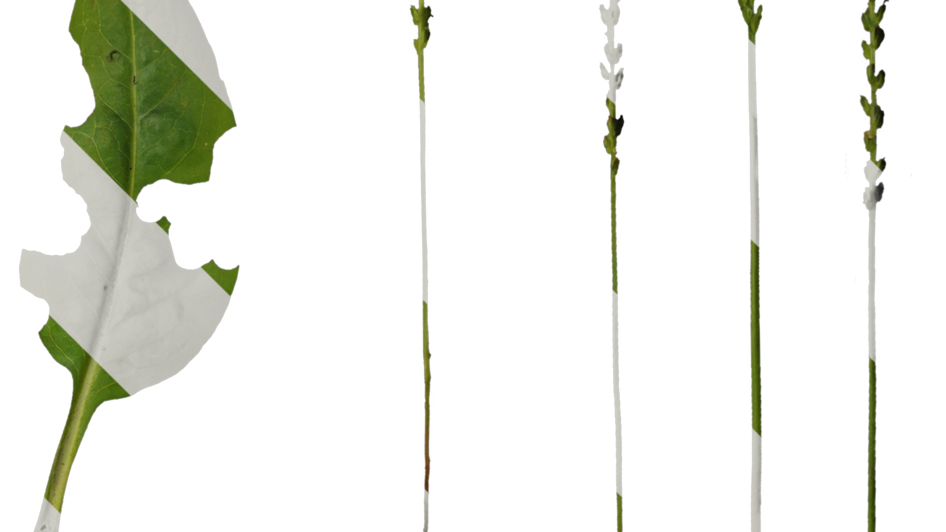 Anydrafts Plantago asiatica Atlas 04 Texture_2