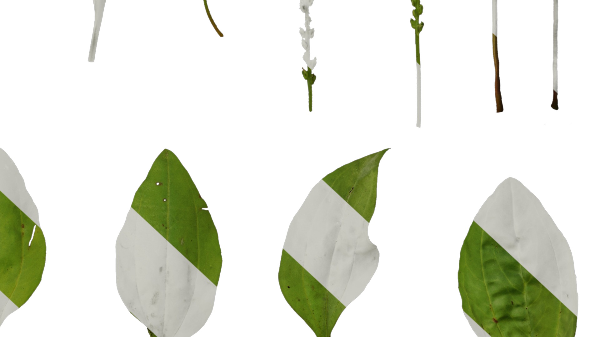 Anydrafts Plantago asiatica Atlas 04 Texture_6