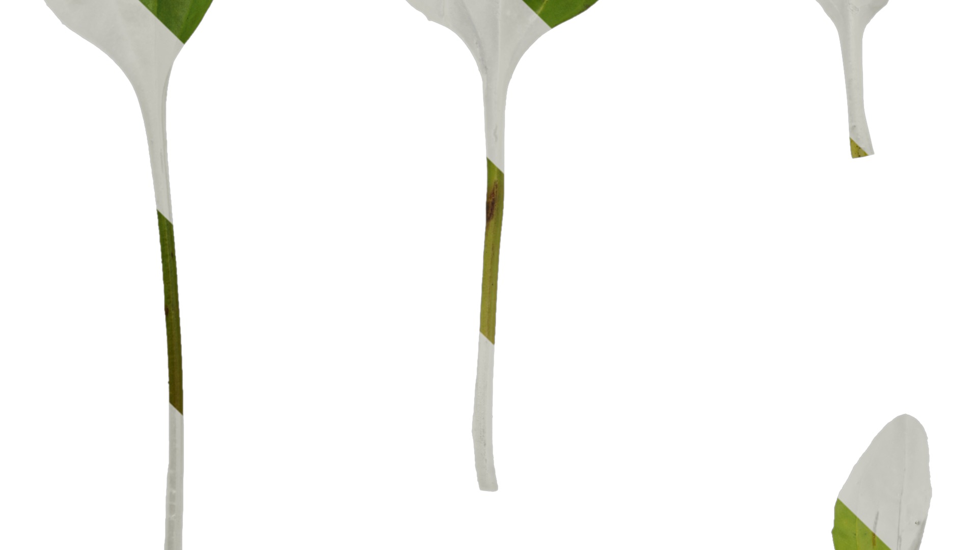 Anydrafts Plantago asiatica Atlas 04 Texture_3