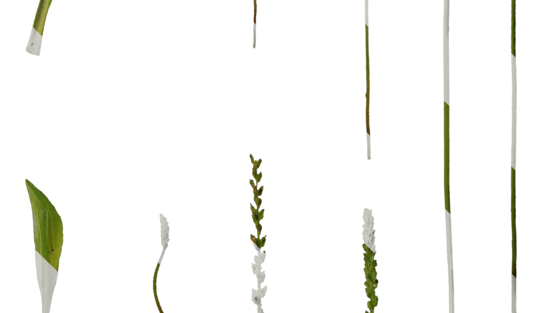 Anydrafts Plantago asiatica Atlas 04 Texture_4